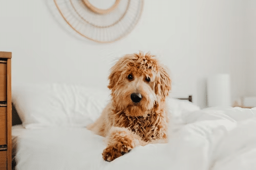 A groodle dog laying on a bed in a bedroom.