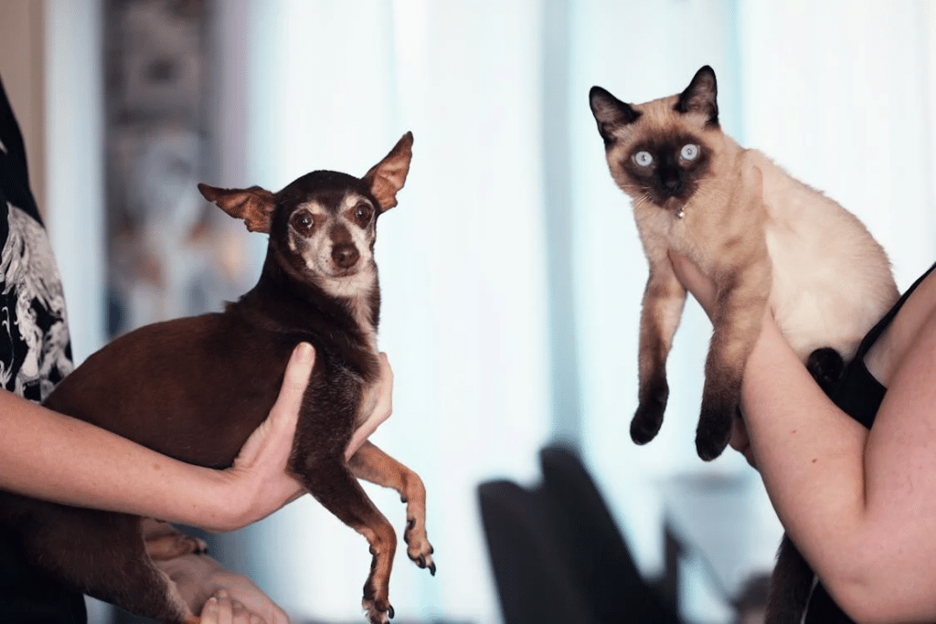 Two people holding a friendly Siamese cat and a family Chihuahua dog in their hands.