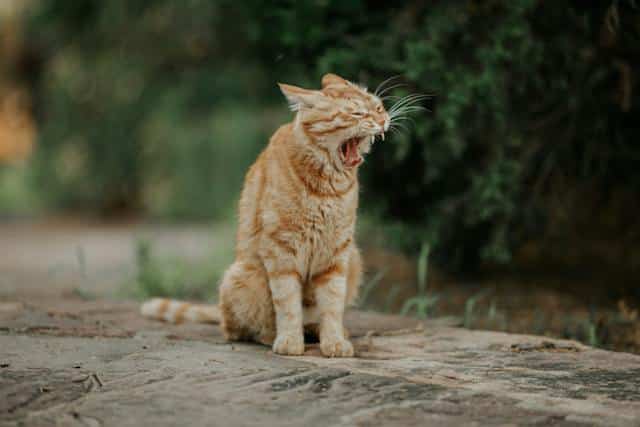 An orange tabby cat yawns in the park, captured in one of the top ten blog's most popular blog posts.