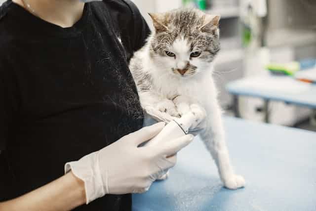 A woman is holding a cat during a vet check-up in an actual vet's office.