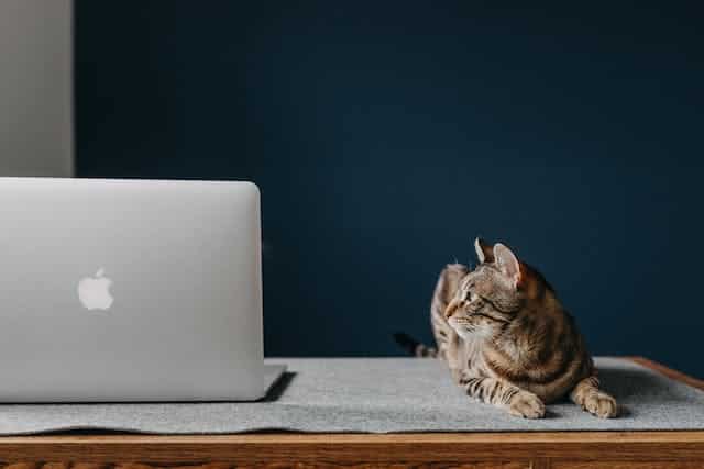 A cat comfortably lounging on top of a laptop while its owner types away, distracting readers from the most popular blog posts.