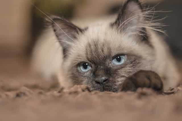 A siamese cat laying on a carpet with blue eyes, featured in one of the top ten blog posts.