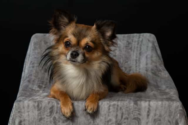 A small chihuahua dog sitting on a chair featured in a top ten blog post.