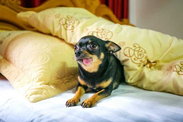 A chihuahua dog lounging on a bed with pillows, perfect for the most popular blog posts in the pet category.