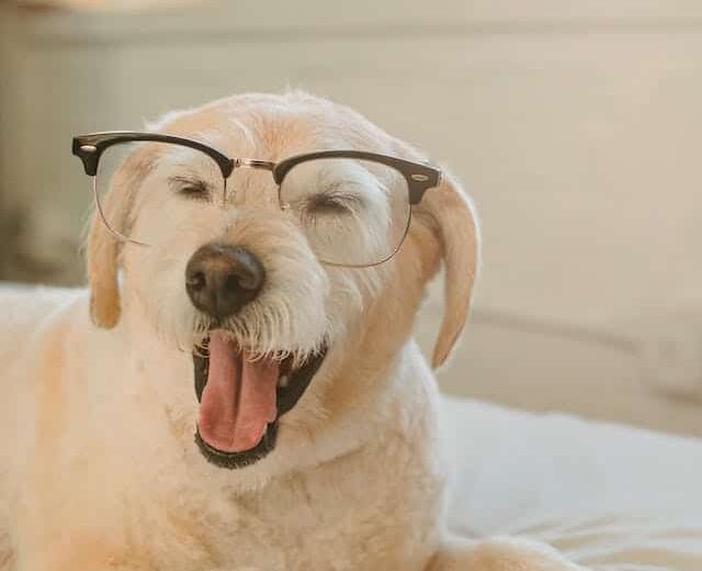 A dog reading a book on a bed.
