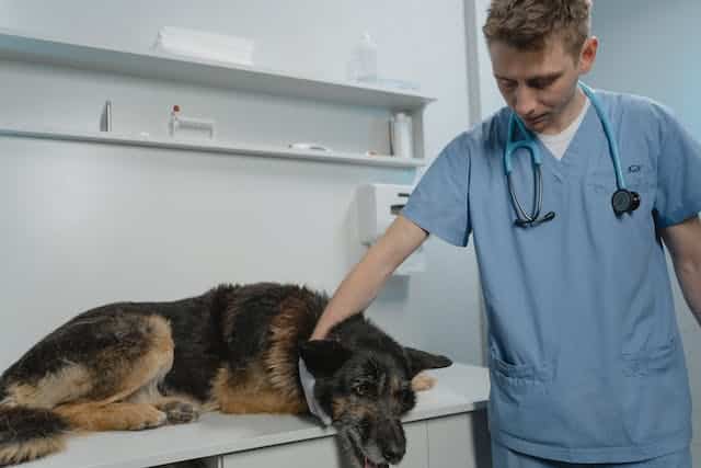 A vet performs a check-up on a dog in a veterinary clinic.