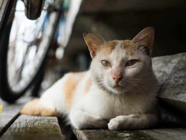 A cat lounging next to a bicycle, capturing the attention of passersby.