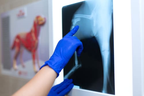 A woman in blue gloves is pointing at an x-ray of a dog with a broken leg.
