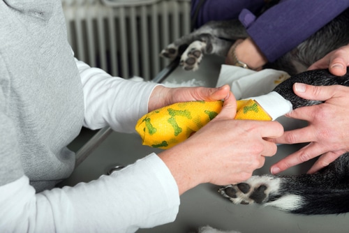 A person is putting a bandage on a dog with a broken leg.