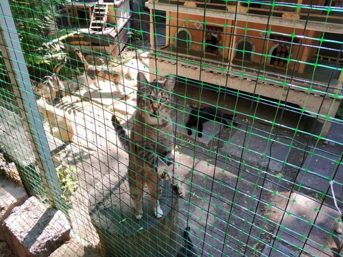 An ethical breeder has a cat standing in a cage in a zoo, available for animal adoption.
