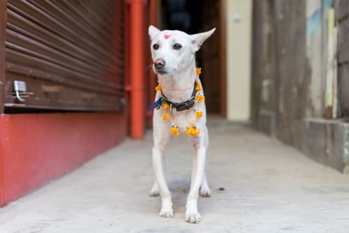 A white dog standing in a narrow alley, featured in one of the top ten blog posts.