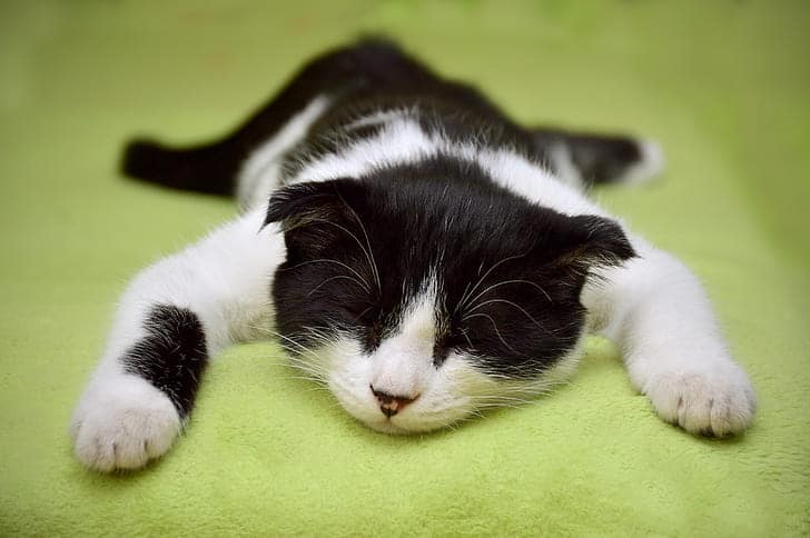 A black and white cat taking a great big nap lying on their tummy after a fulfilling cat training session.