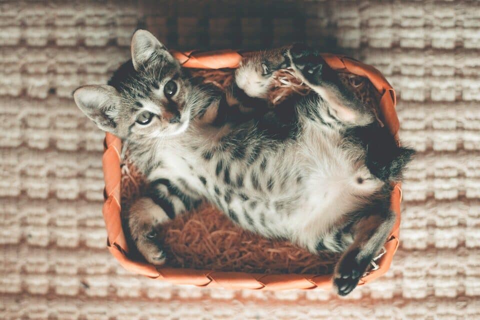 A kitten lying in its brand new (clean) litter tray before looking cute