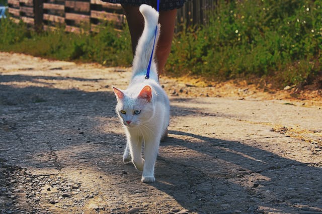 An adult white feline takes a walk along a gravel path on a leash with its owner, much like a dog would 