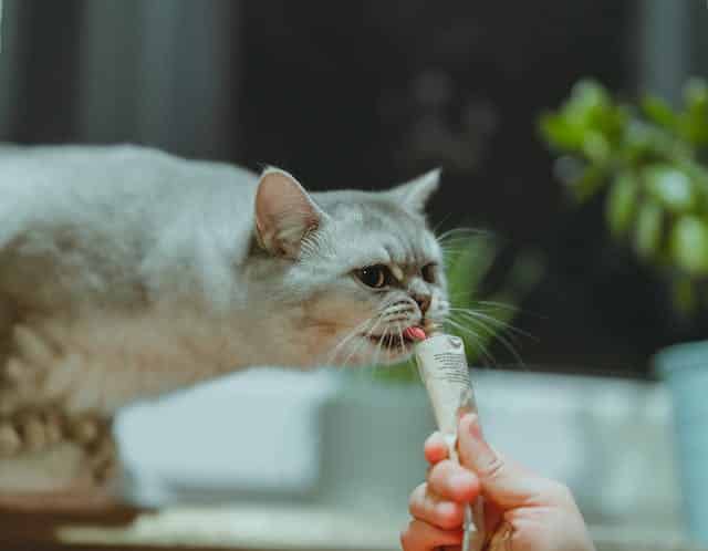 A person using treats during a cat training session to reward their kitty