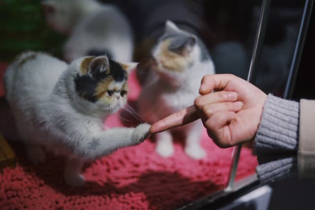 A cat puts their paw on their pet parent's finger - a cute trick they've been trained to do proving cats can be trained
