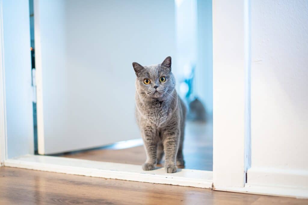 A gray cat home alone, standing in a doorway.