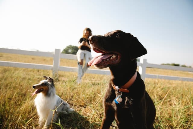 Three dogs standing in a field with a woman in the background.