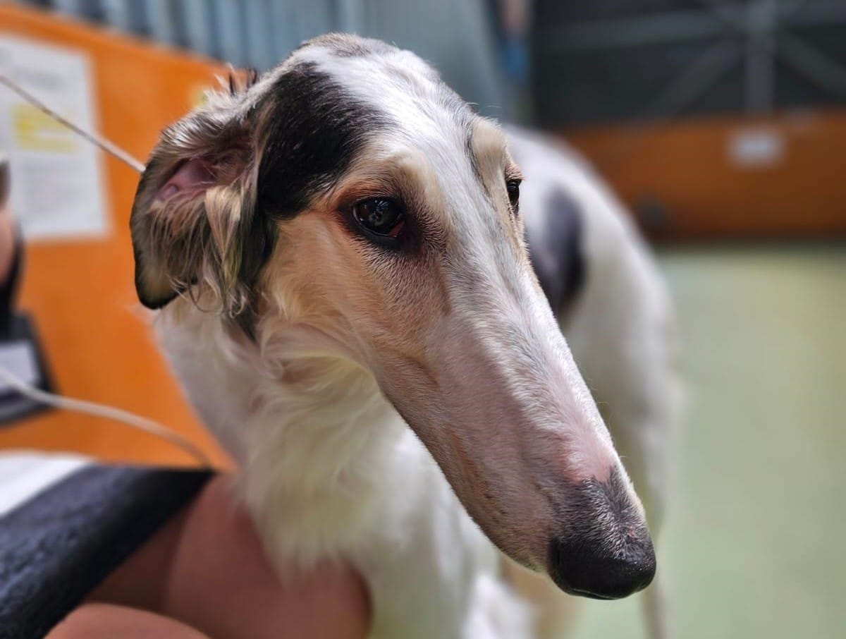 A Dogs NZ Breeder Partner's dog display's its long gentle and elegant snout