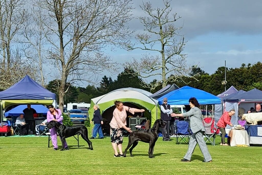 Dogs New Zealand Kennel Club and PD Insurance Anniversary PD Insurance NZ