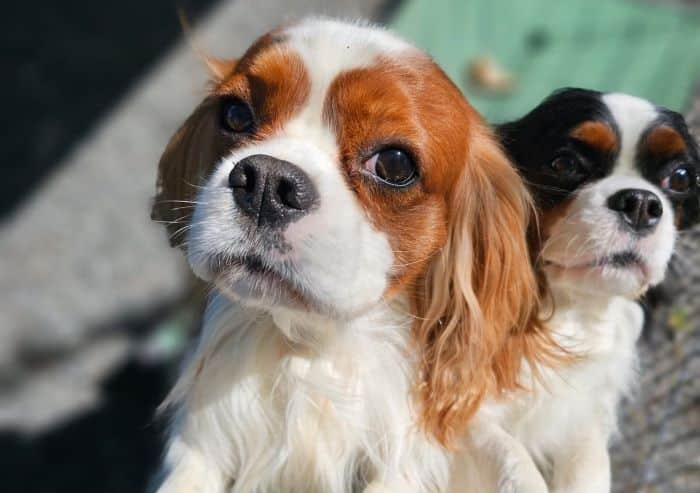 The King Charles Spaniels, registered with the Dogs NZ Kennel Club, are bred by a Dogs NZ Breeder Partner as part of their PD partnership in New Zealand.