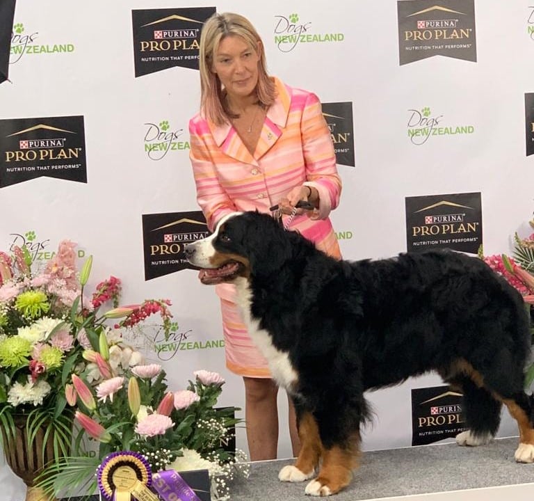 A woman standing next to a Bernese Mountain Dog, a Dogs NZ Breeder Partner.
