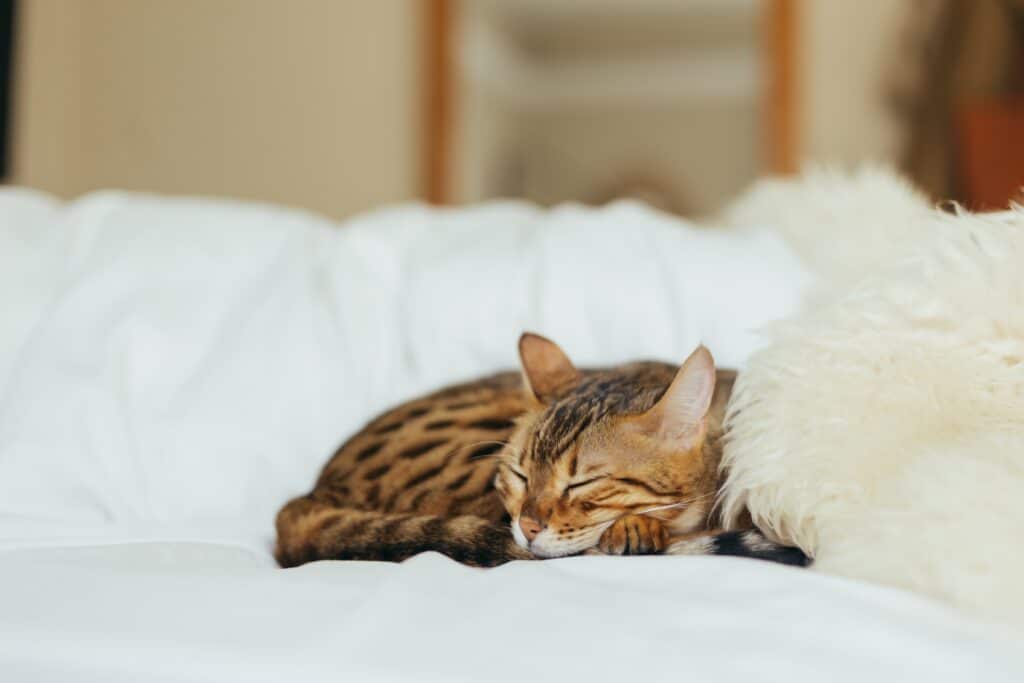 A Bengal cat peacefully sleeping on a white couch.