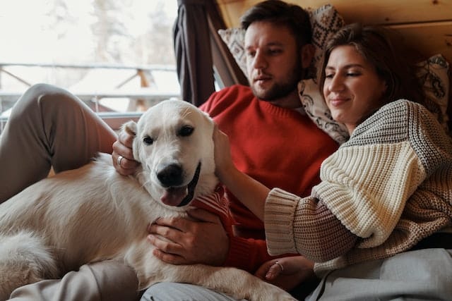 A man and woman sitting in pet friendly holiday house in New Zealand, feel safe knowing their dog has accident pet insurance should any mishaps take place