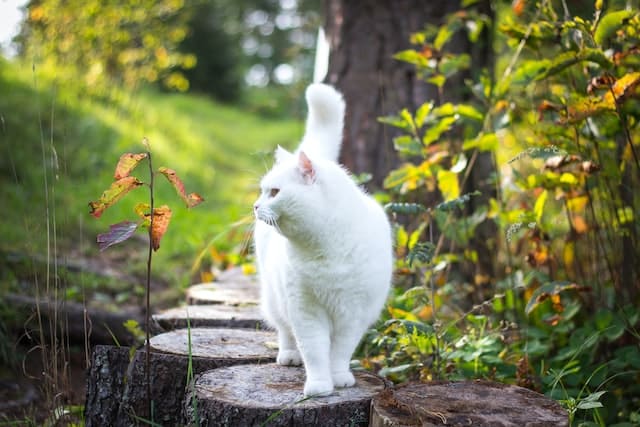 A white cat confidently walking on a log path in the peaceful woods.
