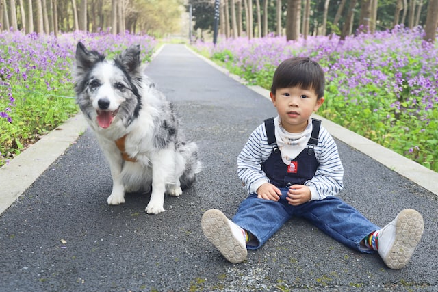 A young boy sits next to a dog in a field of purple flowers, unaware of the potential risks and hazards that may arise leading to pet insurance claims