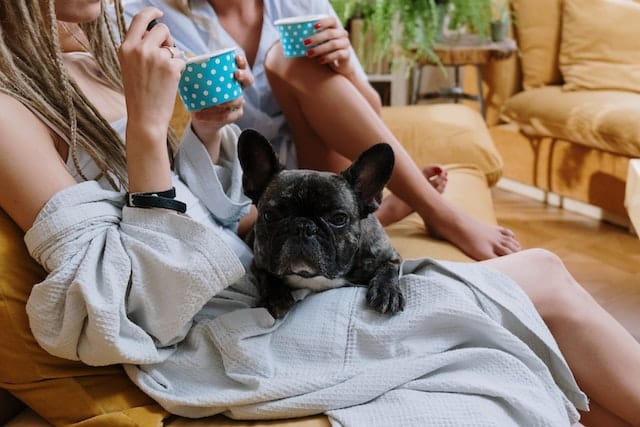 Two women sitting on a couch with a French bulldog, engaging in a conversation about pet insurance claims.