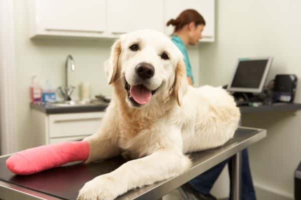 A golden retriever with a cast on his leg.