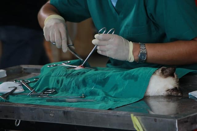 A cat is undergoing surgery performed by a veterinarian - thankfully the owner will be reimbursed for much of the vet bill after submitting their pet insurance claims.