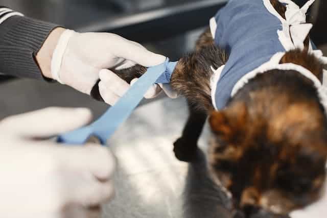 A vet is putting a bandage on a cat's leg 