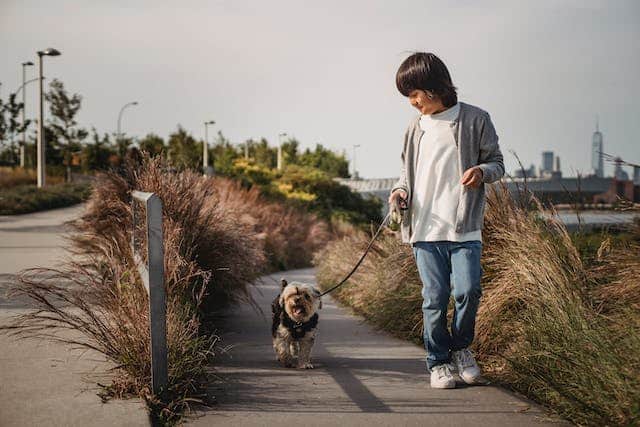 A young boy takes his dog for its daily afternoon walk as part of its dog health plan for staying fit