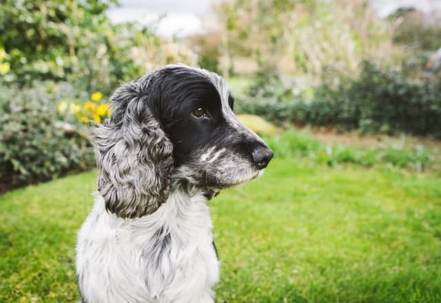 A black and white dog, named among the top pet names, sitting in the grass.