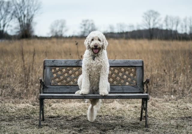 A white dog, named Buddy, sitting on a bench in a field.
