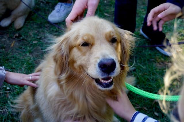 A golden retriever surrounded by a group of people petting it.