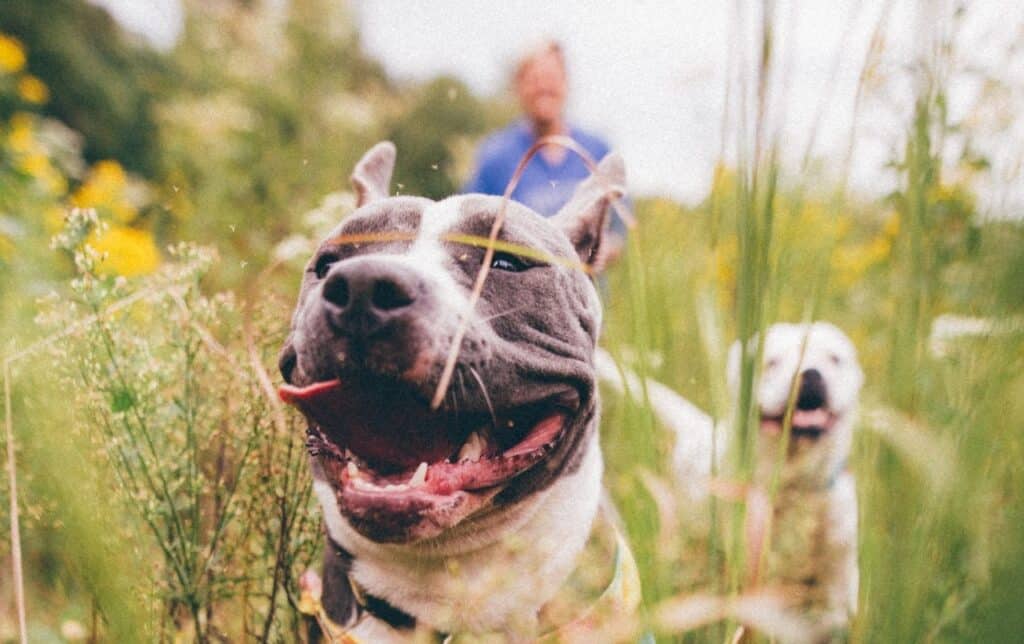 Two dogs, named Bella and Max, frolic joyfully in a serene field with their pet parents