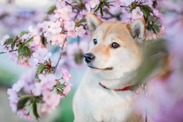 Shiba inu puppy surrounded by cherry blossoms.