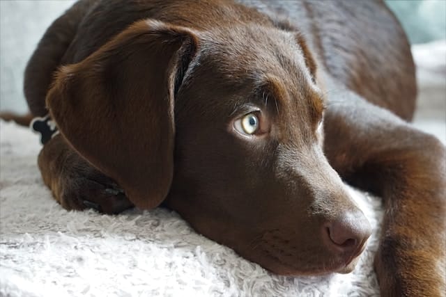 A chocolate Labrador named Coco has a name inspired by the top puppy names in New Zealand