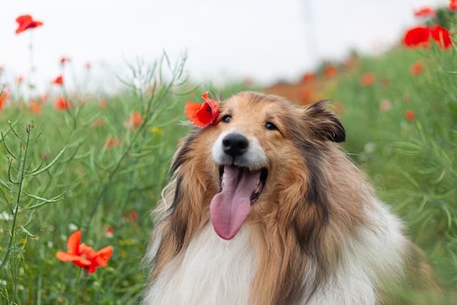 A collie dog exploring a vibrant field of poppies.