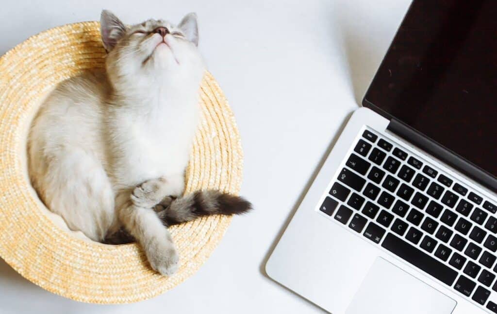 A cat relaxes on its back in a straw hat next to an open laptop displaying top articles on a white surface.