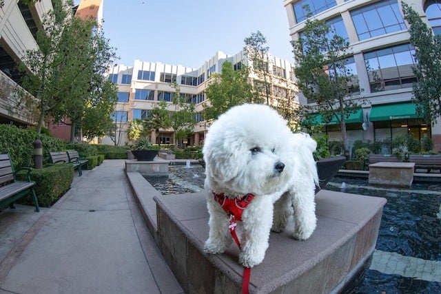 A white dog standing on a bench near a fountain, seemingly unaffected by any dog health problems.