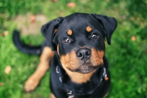 A black and tan dog with a broken leg is sitting on the grass.