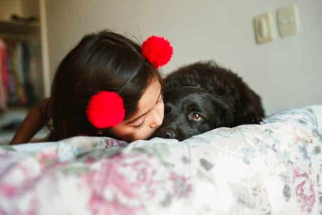 A little girl affectionately kissing a black dog on a bed