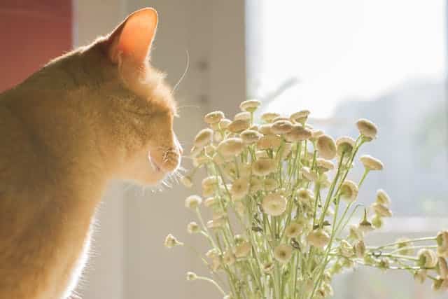 An orange cat, curious and playful, sniffs a bouquet of small white flowers by a sunlit window. Perhaps it's the enticing scent of nature's own pheromones for cats that captivates this charming feline.