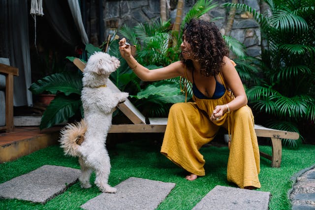 A woman, potentially a vet behaviourist, gently pets a serene white dog in a garden.