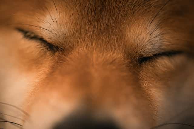 Do pheromone sprays work? Yes, according to the calm face of this dog.
