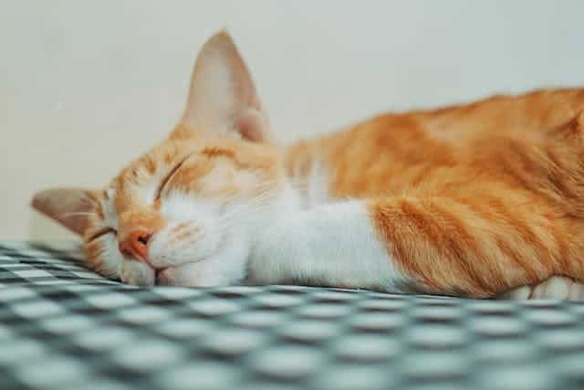 An orange and white cat cozily sleeps on a checkered blanket, with the soothing effect of pheromones for cats subtly enhancing its serene nap.